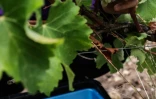 Des grappes de raisin blanc dans le vignoble du Château Carbonnieux, à Léognan, en Gironde, le 17 août 2022