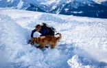 Un chien d'avalanche participe à un entraînement à la station de ski de La Rosière, le 4 février 2025 en Savoie