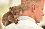 Un bébé koala rescapé des incendies juché sur l'épaule d'un vétérinaire le 14 janvier 2020 sur l'île Kangourou 