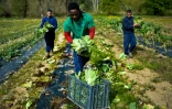 Des détenus récoltent des légumes à Leiria, le 8 avril 2016