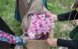 Récolte de roses centifolia dans les jardins du Domaine de la Rose, propriété de Lancôme, le 26 mai 2025 à Grasse, dans le sud de la France