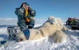 La scientifique française Marie-Anne Blanchet fait des prélèvements sur la mère d'oursons polaires à Longyearbyen, en Norvège, le 6 avril 2025