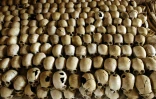 Des crânes de victimes du génocide rwandais de 1994, au mémorial du Génocide, le 27 février 2004 à Nyamata au Rwanda