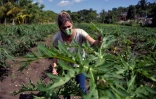Yoandra Alvarez travaille dans sa plantation d'arbres fruitiers, à La Havane le 23 juin 2020