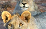 Des lions dans la réserve Selenkay, au Kenya, le 11 septembre 2016