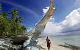Le rivage de l'îlot de Tepuka, sur l'atoll de Funafuti, le 22 février 2004, alors que la montée des eaux inonde de nombreuses îles basses de l'archipel des Tuvalu