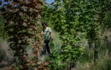 Charles Cohen, chef de projet de reboisement à l'ONF, des jeunes arbres  plantés pour reboiser la zone de "La Forêt de Maubuisson" à Méry-sur-Oise, au nord-ouest de Paris, le 29 avril 2025