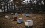 Des ruches dans une forêt incendiée près du village de Pelagia, dans la région d'Evros, le 25 octobre 2023 en Grèce
