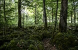 Des arbres du parc national des forêts de Champagne et Bourgogne qui ouvrira en 2019, le 23 mai 2017 près de Châtillon-sur-Seine, en Côte d'Or