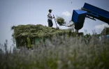 Des ouvriers cueillent de la lavande près du village de Zelenikovo, dans le centre de la Bulgarie, le 12 juillet 2023