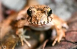 Une grenouille rieuse brune, dans le parc national de Kubah sur l'île de Bornéo en Malaisie, le 19 juin 2025