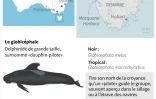 Mort de cétacés échoués en Tasmanie