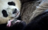 Désormais, le petit panda n'a plus besoin de biberons de complément: il tète exclusivement sa mère Huan Huan - ici le 28 août 2017 dans leur enclos du zoo de Beauval. 