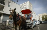 Alexandrine Martin et le cheval Queteur collectent les déchets alimentaires, le 16 octobre 2023 à Stains, en Seine-Saint-Denis