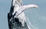 Une baleine à bosse fait un saut hors de l'eau dans le parc naturel national de Uramba Bahia Malaga en Colombie, le 12 août 2018