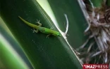 Gecko vert