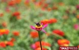 Le salon des belles plantes