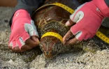 Un garde du parc national des Galapagos prend des mesures d'une tortue de mer, le 14 avril 2021 sur l'île Floreana