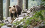 Un ours dans la forêt près du village de Markovec, le 27 juin 2018 en Slovénie