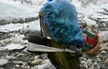 Des porteurs acheminent les vivres au camp de base de l'Everest, le 25 avril 2018 au Népal