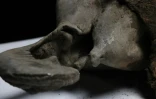 Des scientifiques procèdent à une nécropsie sur Iana, un mammouth femelle de 130 000 ans, à Iakoutsk, le 27 mars 2025 dans l'Extrême-Orient russe