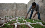 Un Syrien surveille son potager installé sur le toit-terrasse d'une maison, le 31 octobre 2016 à Alep