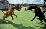 Des chiens entraînés au combat, le 20 septembre 2020 à La Havane, à Cuba