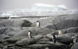 Des manchots papous sur l'île de Petermann dans l'Antarctique, le 2 mars 2016