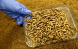 Des larves de mouches-soldats noires (hermetia illucens) à l'usine de la société Agronutris, le 15 juin 2023 à Rethel, dans les Ardennes