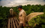 Les feuilles de tabac récoltées seront transportées, tirées par un animal, le 18 janvier 2022 à Viñales, dans la province de Pinar del Rio, à Cuba