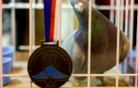 Un pigeon voyageur médaillé, le 7 janvier 2022 à Katowice, en Pologne
