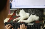 Plusieurs sociétés au Japon ont misé sur les animaux pour contribuer à réduire stress et anxiété.