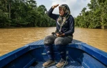 La scientifique Farina Othman traverse en bateau la jungle de Bornéo lors d'une opération de pose de collier GPS sur des éléphants, le 24 août 2026 à Sukau, dans l'Etat de Sabah, en Malaisie