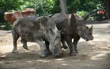 Deux rhinocéros blancs du Sud durant l'inauguration de leur nouvel enclos au zoo Aurora de Guatemala City, le 9 septembre 2019.
Two South Africans white rhinoceros (Ceratotherium simum) are pictured during the inauguration of their new enclosure at the Aurora Zoo in Guatemala City on September 9, 2019.