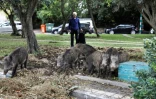 Des sangliers à la recherche de nourriture dans les rues de Haïfa, dans le nord d'Israël, le 5 décembre 2019
