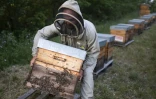 Un apiculture installe les ruches à quelques centaines de mètres de champs de lavande, le 25 juin 2020 à Banon, dans les Alpes-de-Haute-Provence