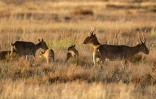 Des antilopes saïgas et leurs petits dans la steppe près d'Almaty, le 28 mai 2021 au Kazakhstan