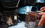 Un membre de l'ONG libanaise Animals Lebanon amène un chat secouru à l'hôpital vétérinaire de Beyrouth, le 26 mars 2026
