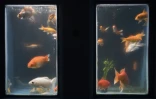 Poissons rouges abandonnés, placés en quarantaine à l'Aquarium de Paris