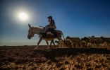 Un berger à dos âne conduit un troupeau de moutons à travers un champ touché par la sécheresse à la périphérie de Qamishli, dans le nord de la Syrie, le 2 juin 2025