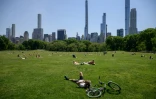 Des gens au soleil dans le Central Park à New York, le 19 mai 2021, après la levée des restrictions contre le Covid-19