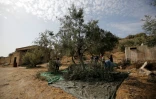 Une oliveraie près du village de Burin en Cisjordanie, le 22 octobre 2018