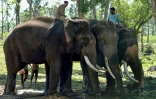 Des cornacs et leurs éléphants au camps de Dubare, le 11 mai 21018 à Kodagu, en Inde
