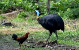 Un casoar et un poulet dans le village isolé de Malagufuk, en Papouasie indonésienne, le 23 août 2017