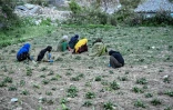 Des agricultrices travaillent dans un champ du village d'Eshtiwi, au Nouristan, le 8 juin 2026 en Afghanistan