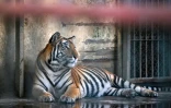 Un tigre du Bengale dans son enclos du zoo national de Dacca, le 7 avril 2026 au Bangladesh