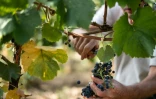 Un vendangeur récolte du raisin à Theix-Noyalo, près de Vannes (Morbihan), le 24 août 2026