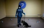 Un chien-chacal entraîné à détecter le coronavirus au centre de dressage de la compagnie aérienne russe Aeroflot, le 9 octobre 2020 à Moscou
