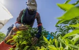 Des ouvriers agricoles récoltent des poivrons dans une ferme à al-Fachen, à 150 km au sud du Caire, le 13 juin 2022