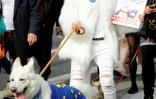 Des propriétaires de chiens manifestent avec leurs animaux le 7 octobre 2018 à Londres contre le Brexit
